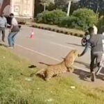 Jaws of the Jungle: Rescuer Becomes Prey in Dramatic Indian Leopard Standoff