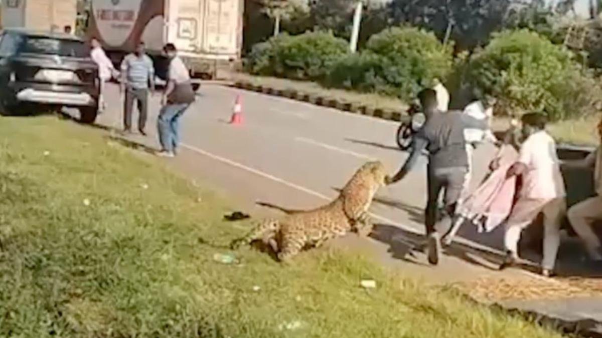 Jaws of the Jungle: Rescuer Becomes Prey in Dramatic Indian Leopard Standoff