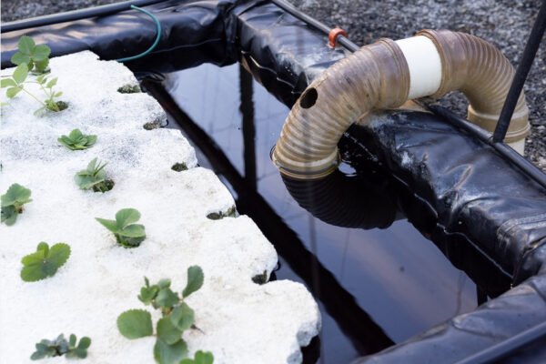 Jubail’s Blue Revolution: Saudi Ministry Unveils High-Tech Aquaponics Investment Frontier