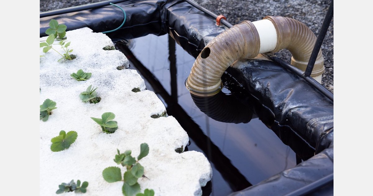 Jubail’s Blue Revolution: Saudi Ministry Unveils High-Tech Aquaponics Investment Frontier
