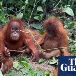 Jungle Heist: Rare Baby Orangutans Discovered in India Trigger International Trafficking Probe