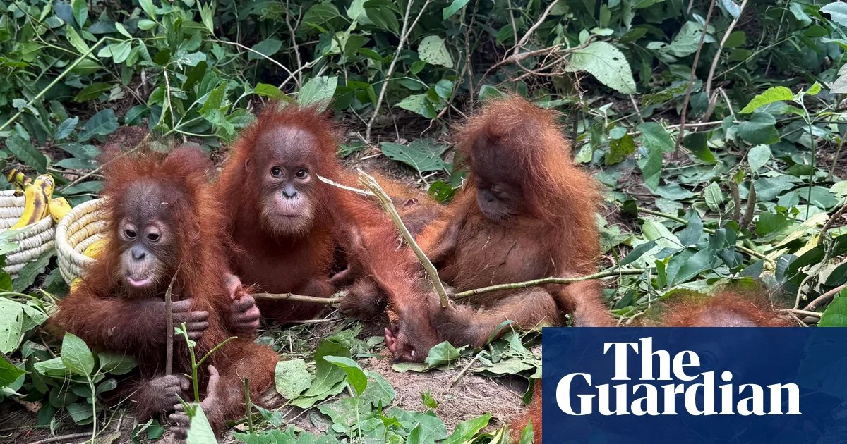 Jungle Heist: Rare Baby Orangutans Discovered in India Trigger International Trafficking Probe