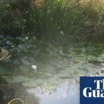 Larkrise Reborn: How a Quiet Patch of Wild Love Became a Sanctuary for Nature