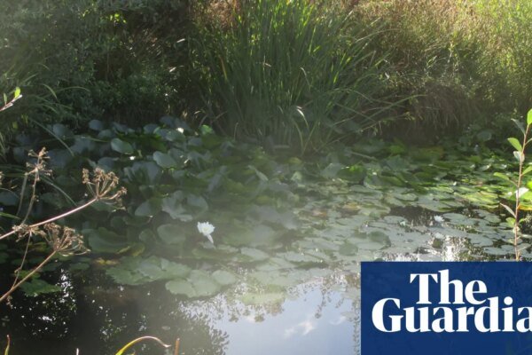 Larkrise Reborn: How a Quiet Patch of Wild Love Became a Sanctuary for Nature