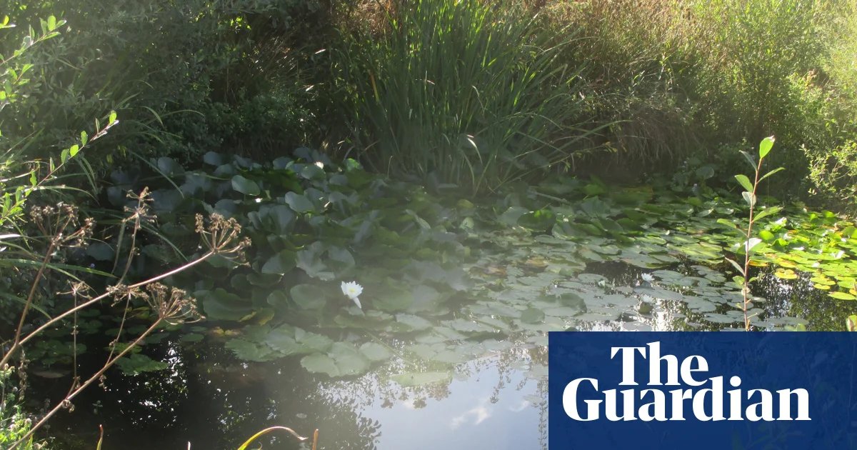 Larkrise Reborn: How a Quiet Patch of Wild Love Became a Sanctuary for Nature