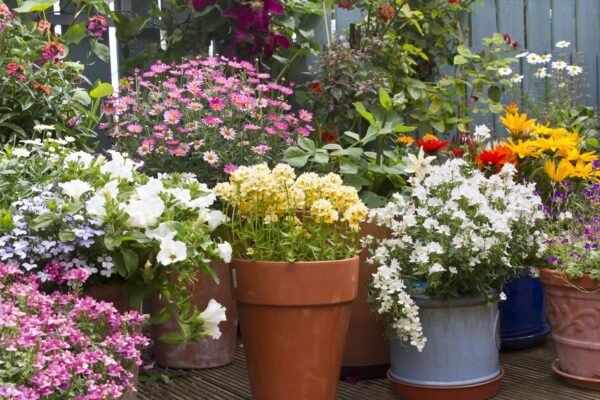 Layered for Longevity: The 'Lasagne Technique' Transforming Gardens into Infinite Blooms