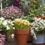 Layered to Last: The ‘Lasagne Technique’ for a Never-Ending Bloom