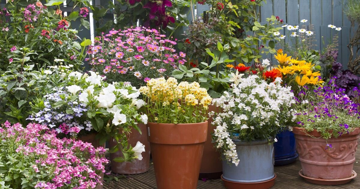Layered to Last: The ‘Lasagne Technique’ for a Never-Ending Bloom