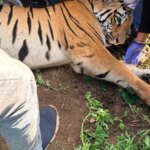 Man-Eater No More: Triumphant Hunt Ends in Tragic Transit for Rogue Tigress