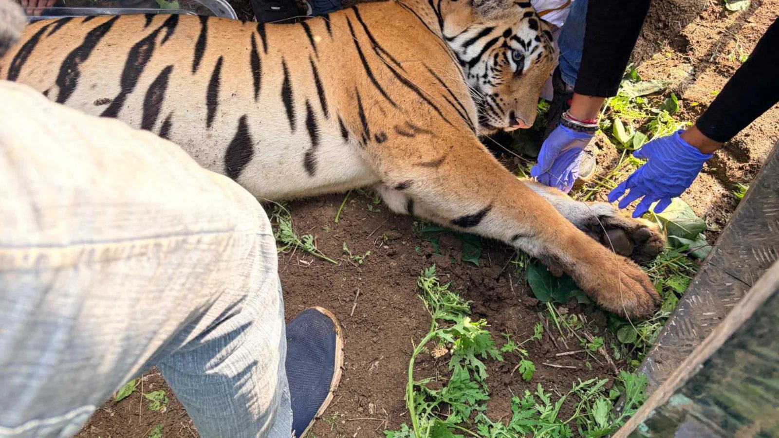 Man-Eater No More: Triumphant Hunt Ends in Tragic Transit for Rogue Tigress