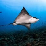 HOLIDAY INN RESORT KANDOOMA MALDIVES CELEBRATES THIRD ANNUAL MANTA MONTH | News