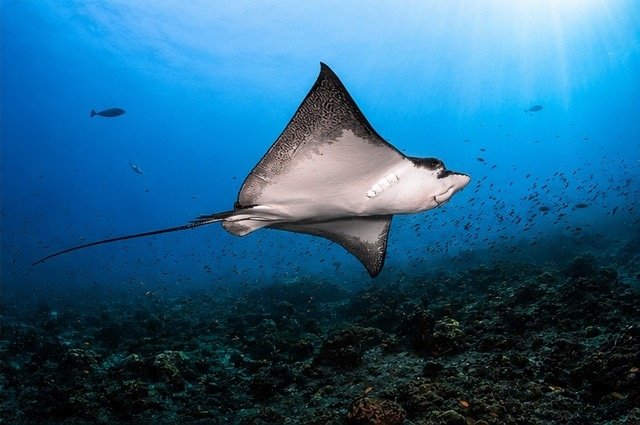 HOLIDAY INN RESORT KANDOOMA MALDIVES CELEBRATES THIRD ANNUAL MANTA MONTH | News