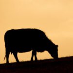 Milking the Earth Dry: The Ecological Cost of the Mega-Dairy Boom