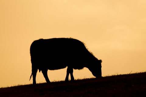 Milking the Earth Dry: The Ecological Cost of the Mega-Dairy Boom