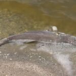 Mystery Die-Off: Hundreds of Trophy Fish Found Dead in Guana Preserve Waters