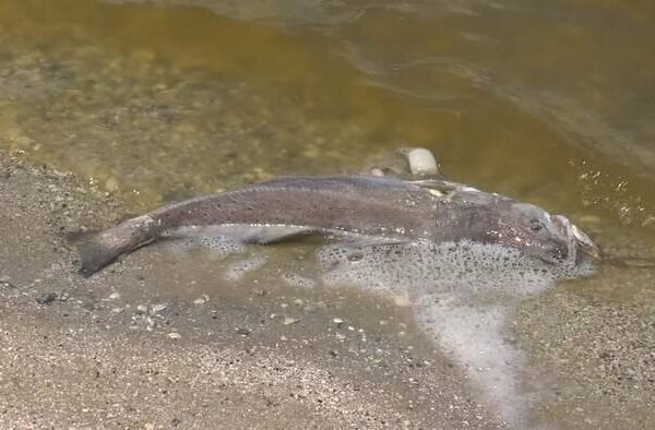 Mystery Die-Off: Hundreds of Trophy Fish Found Dead in Guana Preserve Waters