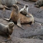 Nature’s Deadline: Global Nations Falter on Landmark Biodiversity Promise