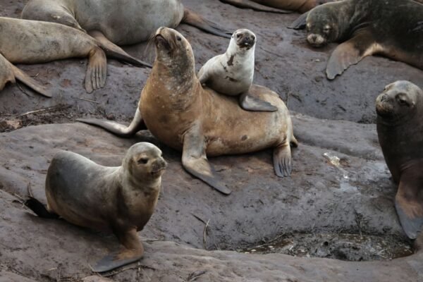 Nature’s Deadline: Global Nations Falter on Landmark Biodiversity Promise