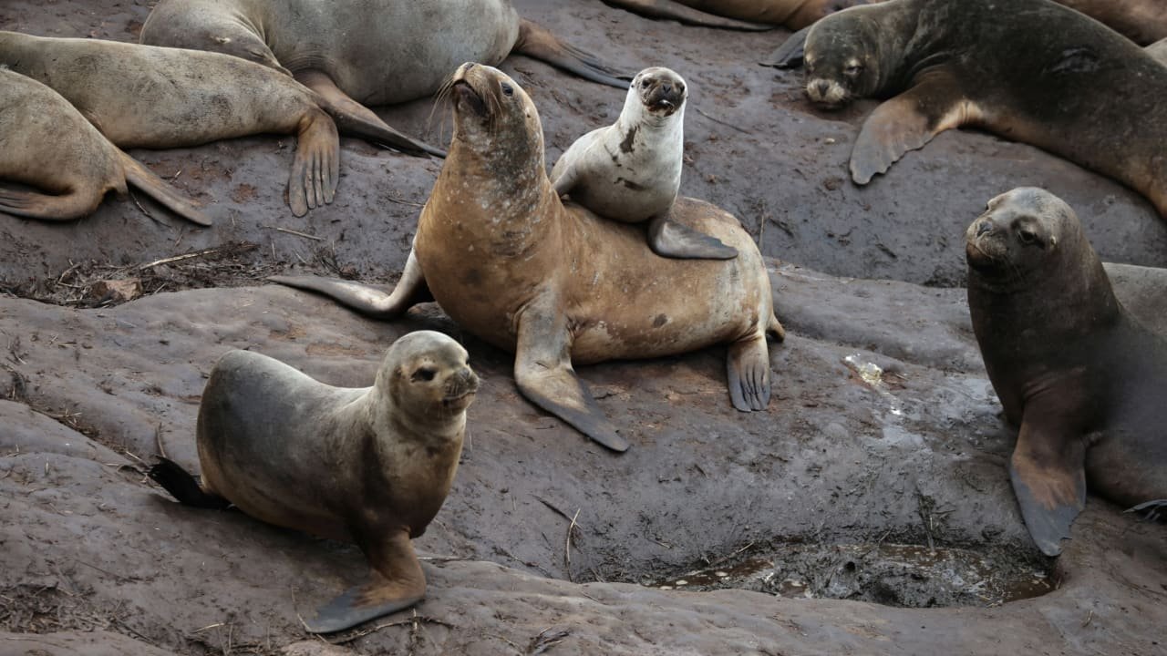 Nature’s Deadline: Global Nations Falter on Landmark Biodiversity Promise