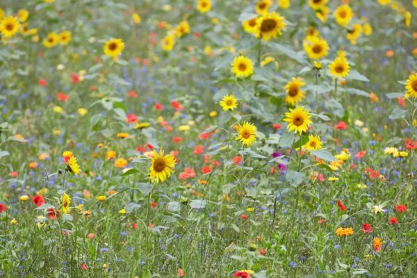 Nature’s Last Stand: Why Earthy Scents Are the Fragrance of Our Climate Era