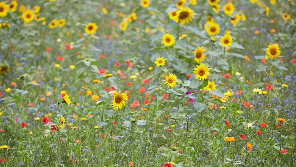 Nature’s Last Stand: Why Earthy Scents Are the Fragrance of Our Climate Era