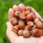 Nut Cracker: 2026 Oregon Hazelnut Prices Plunge Amid Market Turmoil