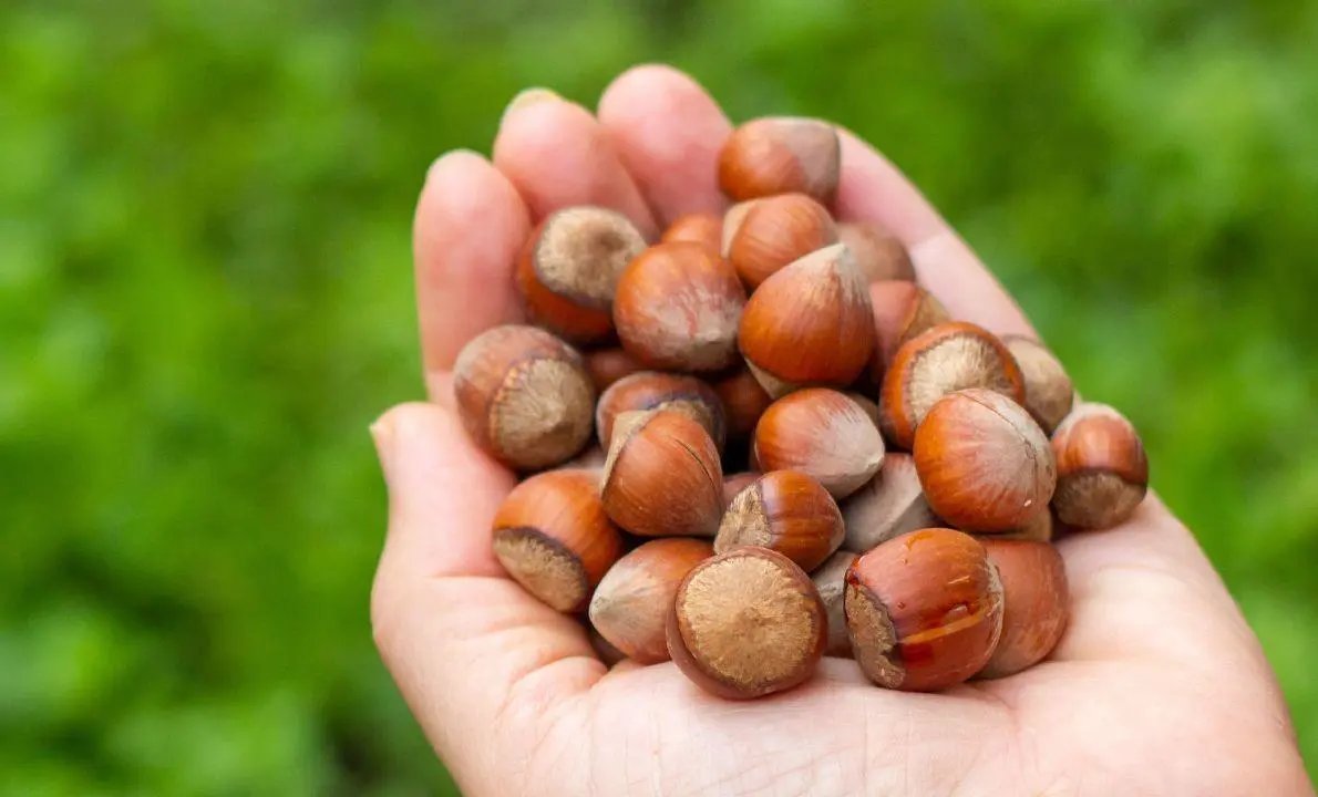 Nut Cracker: 2026 Oregon Hazelnut Prices Plunge Amid Market Turmoil