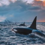 Environmental groups launch major campaign to save endangered orcas: they’re worth more than pipelines