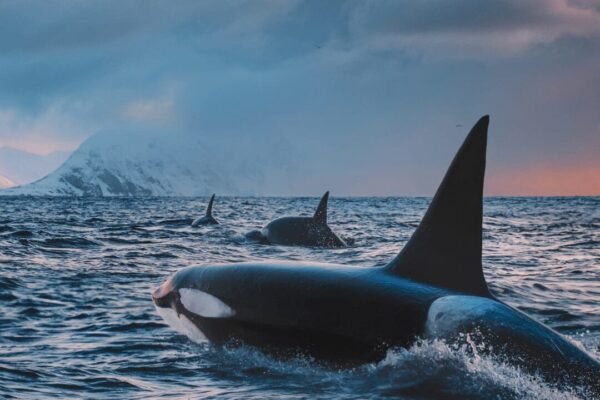 Environmental groups launch major campaign to save endangered orcas: they’re worth more than pipelines