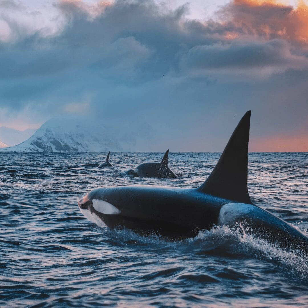 Environmental groups launch major campaign to save endangered orcas: they’re worth more than pipelines