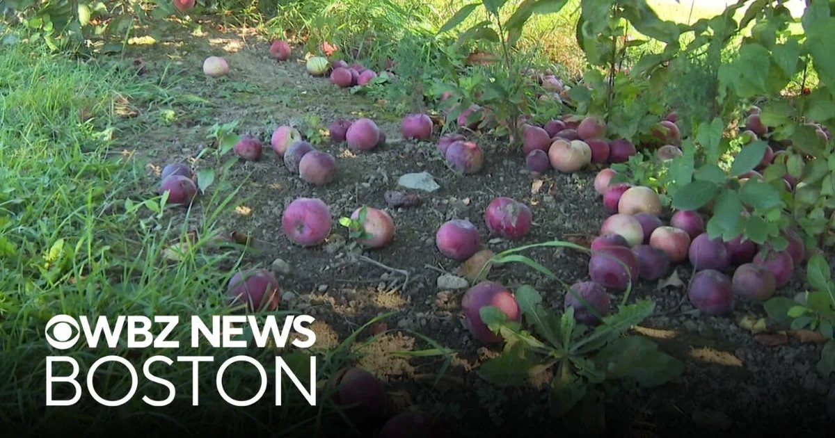 Orchard at a Crossroads: Nor’easter Threatens Ipswich’s Peak Harvest