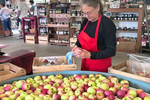 Orchard’s Resilience: Apple Hut Defies Record-Breaking April Freeze
