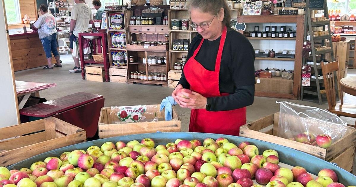 Orchard’s Resilience: Apple Hut Defies Record-Breaking April Freeze