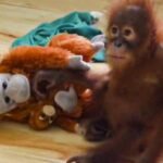 Orphaned Orangutan’s Struggle: Nandankanan Zoo on High Alert as Rescued Infant Falls Ill