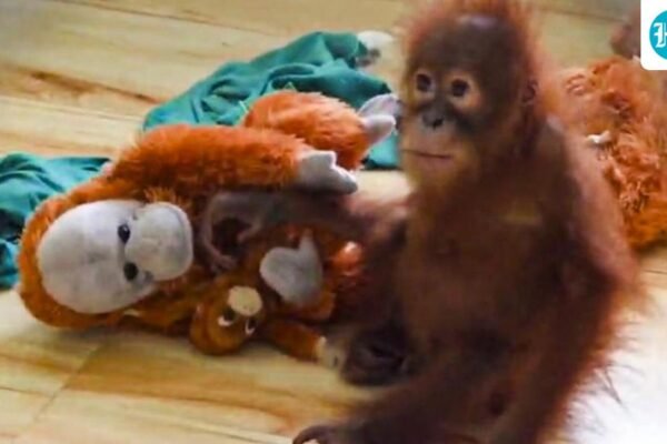 Orphaned Orangutan’s Struggle: Nandankanan Zoo on High Alert as Rescued Infant Falls Ill