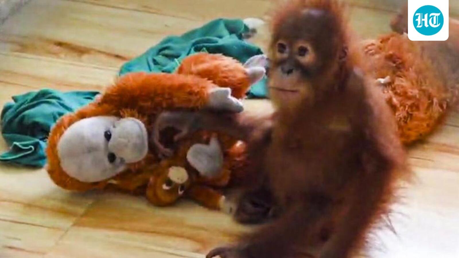 Orphaned Orangutan’s Struggle: Nandankanan Zoo on High Alert as Rescued Infant Falls Ill