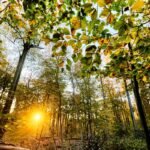 EU countries submit draft plans on restoring nature