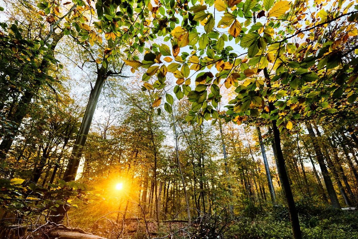 EU countries submit draft plans on restoring nature