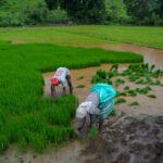 Parched Harvest: India’s Driest Monsoon in Nearly a Decade Sparks Inflation Fears
