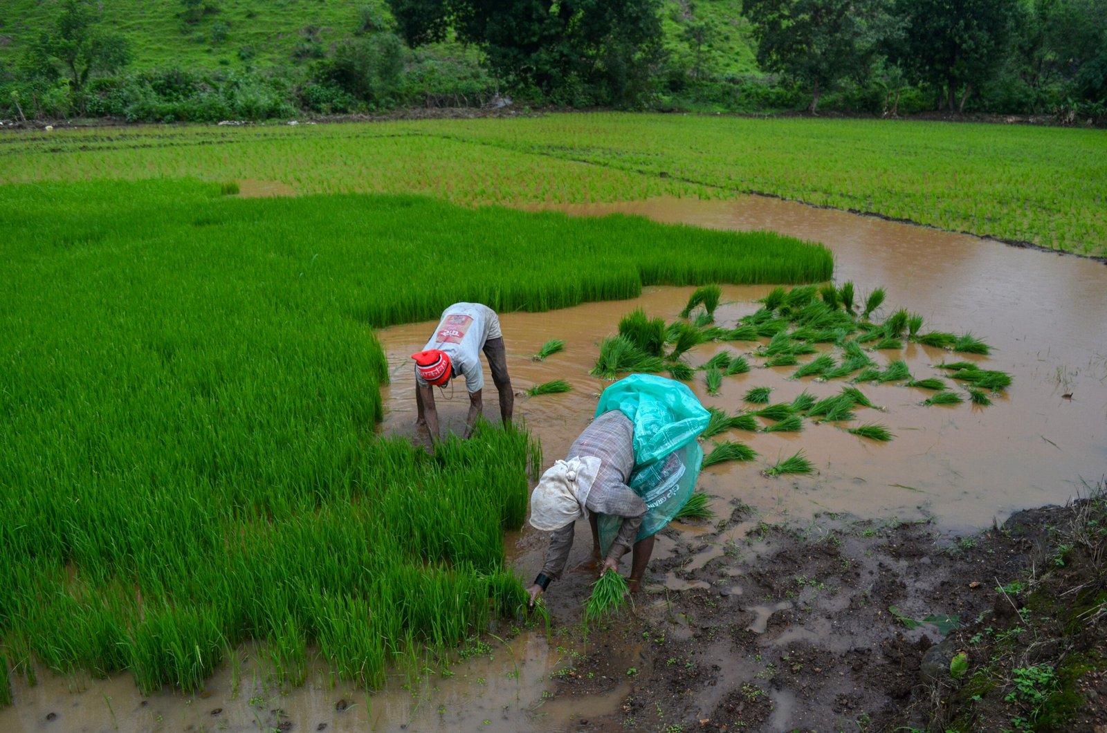 Parched Harvest: India’s Driest Monsoon in Nearly a Decade Sparks Inflation Fears