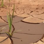 Parched Harvests: El Niño’s Shadow Looms Over Mexico’s Breadbasket