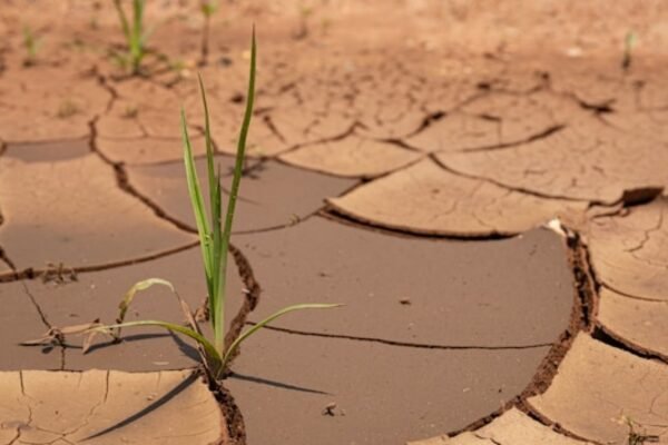 Parched Harvests: El Niño’s Shadow Looms Over Mexico’s Breadbasket