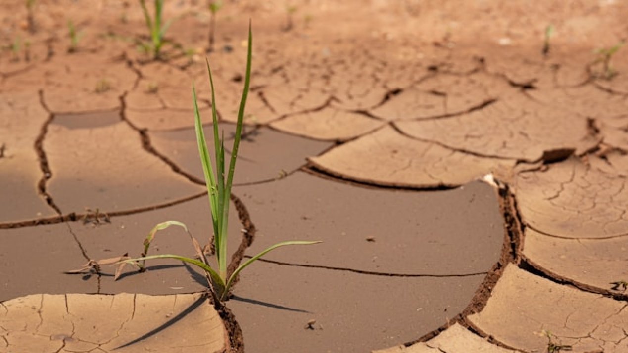 Parched Harvests: El Niño’s Shadow Looms Over Mexico’s Breadbasket