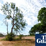 Parched Horizons: UK Wildlife Faces Long-Term Drought Crisis