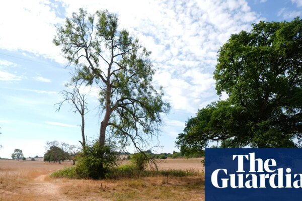 Parched Horizons: UK Wildlife Faces Long-Term Drought Crisis