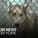 Paws and Peril: Long Island Boarding Facility Under Scrutiny in Animal Abuse Probe