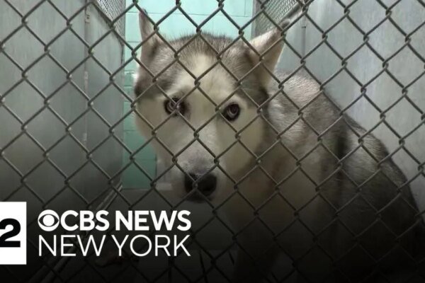 Paws and Peril: Long Island Boarding Facility Under Scrutiny in Animal Abuse Probe