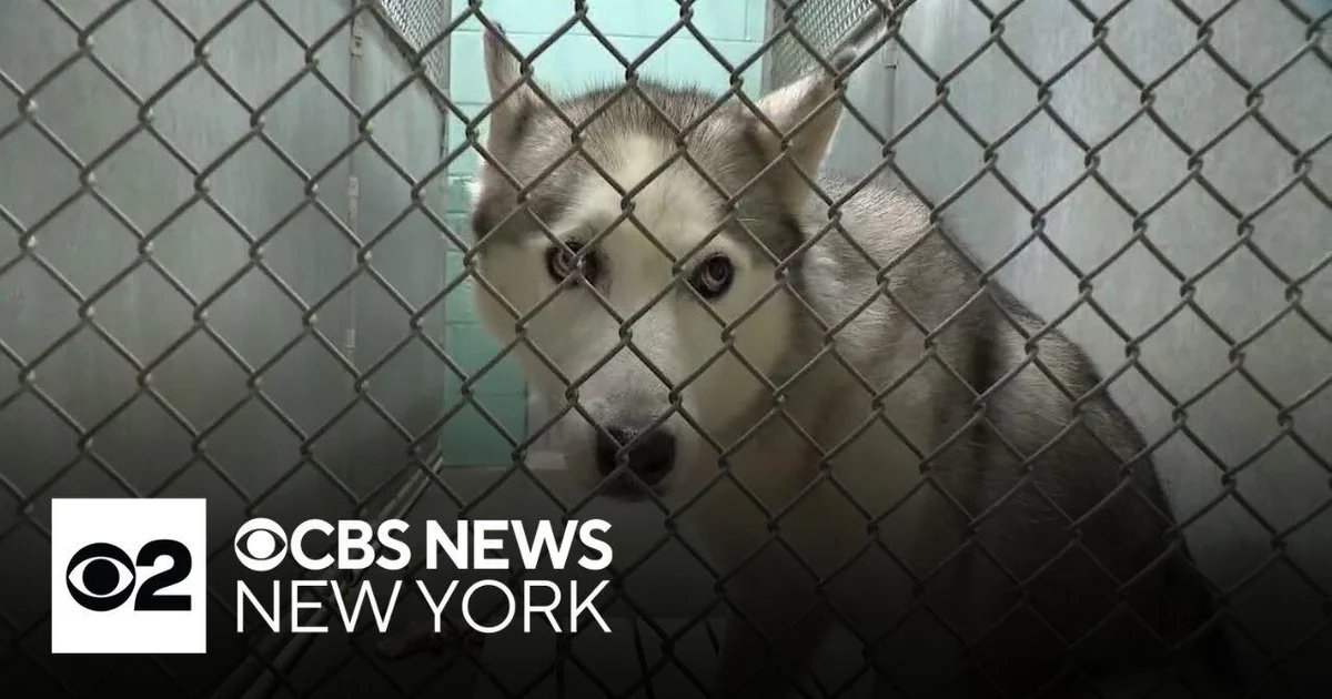 Paws and Peril: Long Island Boarding Facility Under Scrutiny in Animal Abuse Probe