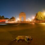 Paws and Polling: India’s Chubby Canine Becomes the Unlikely Face of Election Fever