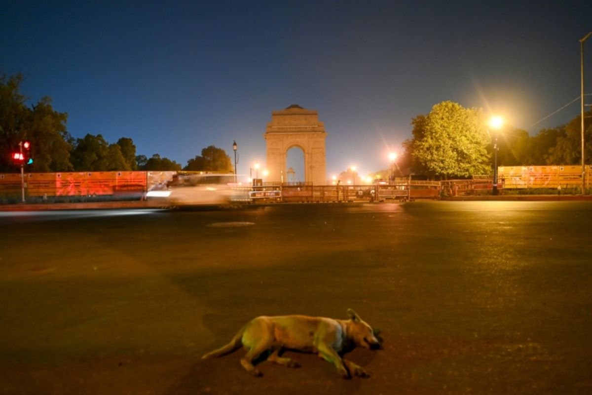 Paws and Polling: India’s Chubby Canine Becomes the Unlikely Face of Election Fever